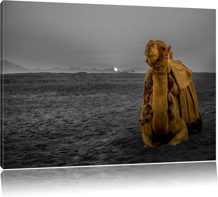 Pixxprint Kamel in Wüste bei Sonnenaufgang als Leinwandbild/Grösse: 100x70 cm/Wandbild/Kunstdruck/fe