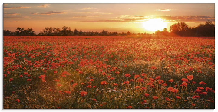 Glasbilder Wandbild Glas Bild einteilig 100x50 cm Querformat Natur Landschaft Blumen Mohnblumen Feld