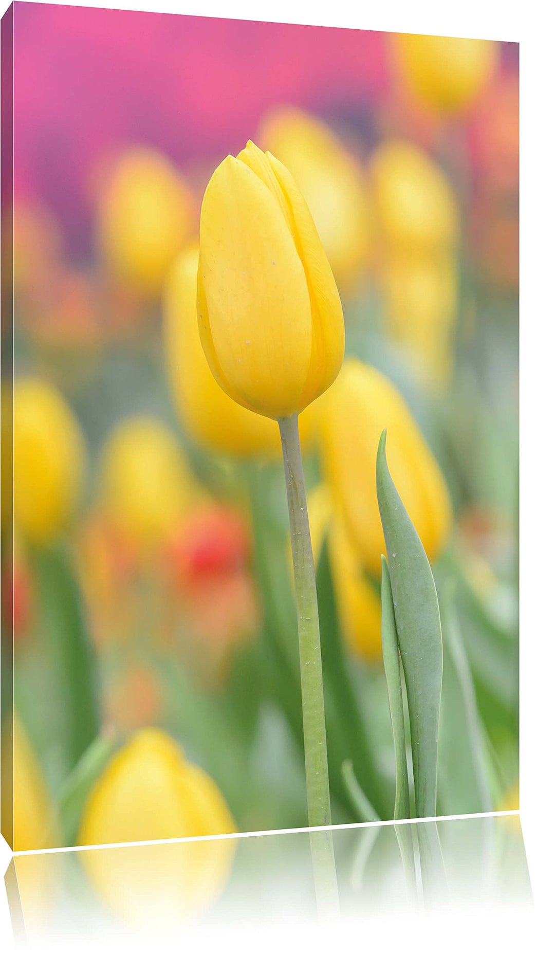 Gelbe Tulpen im Frühling, Format: 100x70 auf Leinwand, XXL riesige Bilder fertig gerahmt mit Keilrah