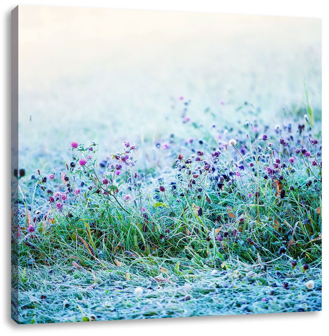 Pixxprint Lila Distel Feld im Retro Look als Leinwandbild | Grösse: 70x70 cm | Wandbild | Kunstdruck