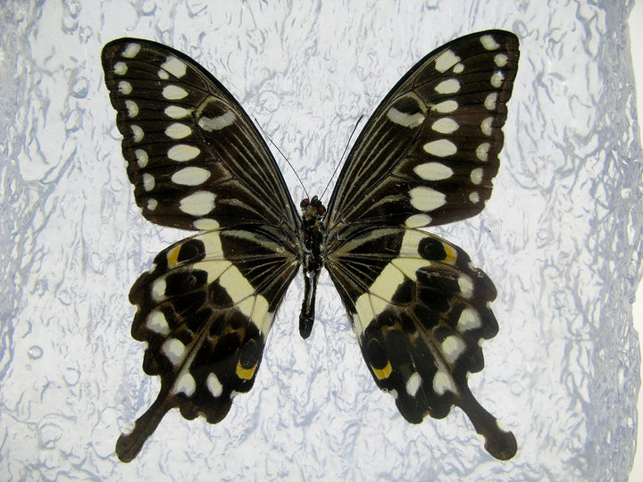 Echter, sorgfältig präparierten Schmetterling in Kunstharz gegossen. Dekorativ und selten. Bewahren