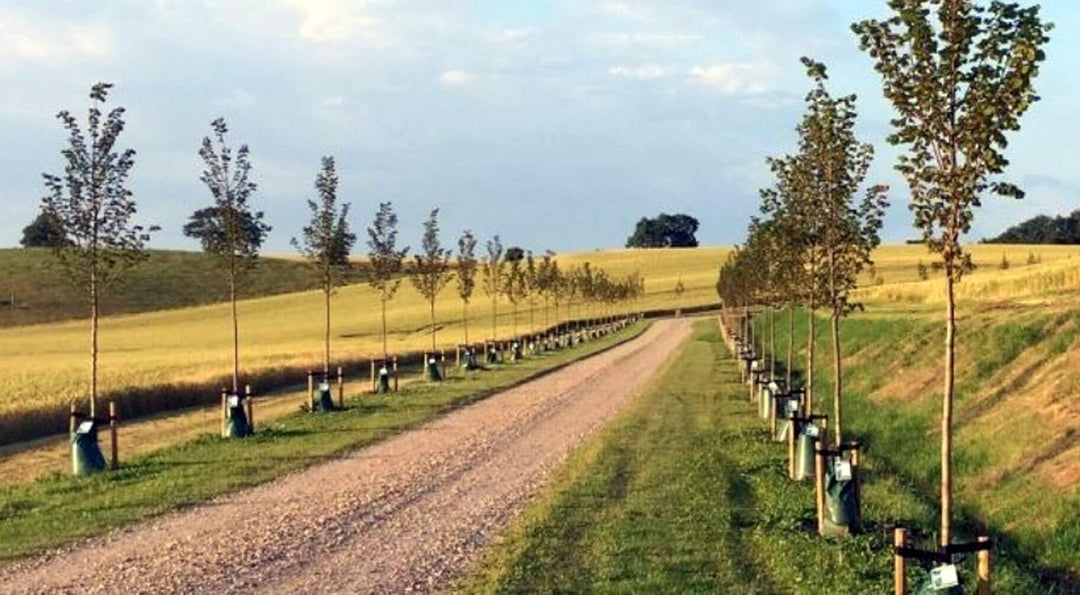 QUICK STAR 2 Stück Tree Bag 75L Baumbewässerungssack Tropfen Wasserbehälter Wassersack