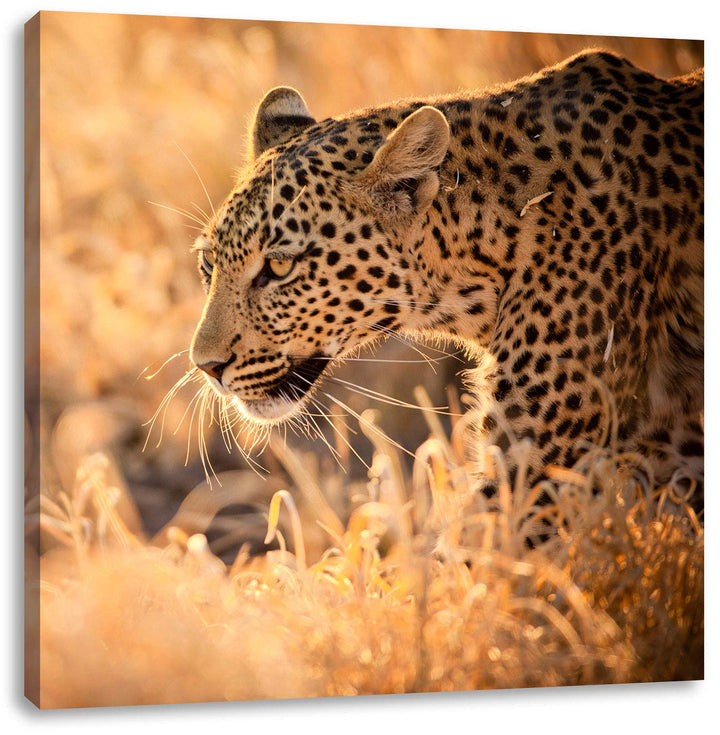 Jagender Leopard, Format: 70x70 auf Leinwand, XXL riesige Bilder fertig gerahmt mit Keilrahmen, Kuns