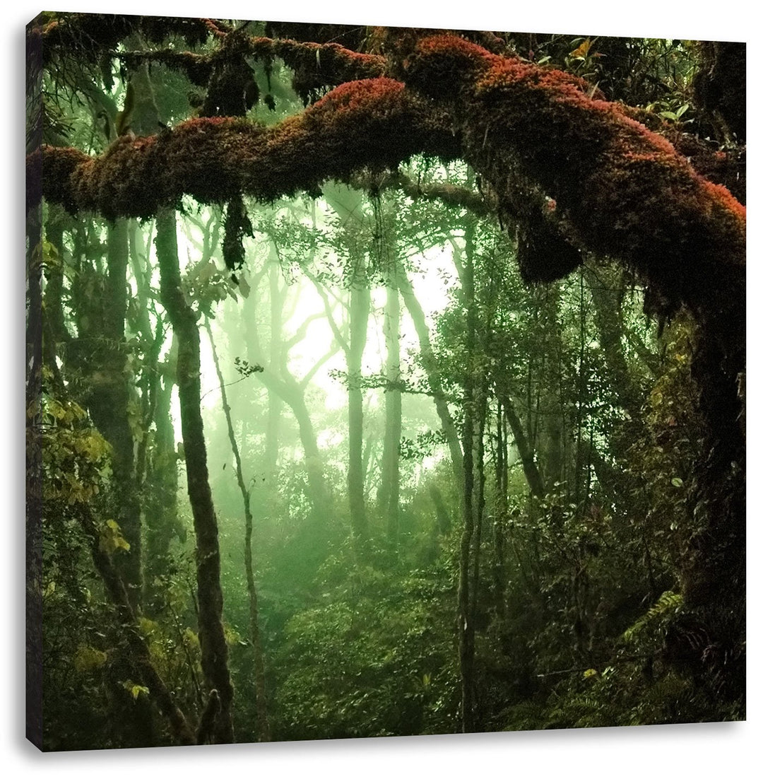 Geheimnisvoller Regenwald, Format: 70x70 auf Leinwand, XXL riesige Bilder fertig gerahmt mit Keilrah