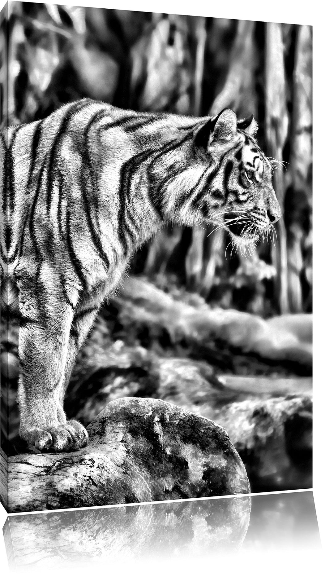Monocrome, Tiger, Format: 100x70 auf Leinwand, XXL riesige Bilder fertig gerahmt mit Keilrahmen, Kun