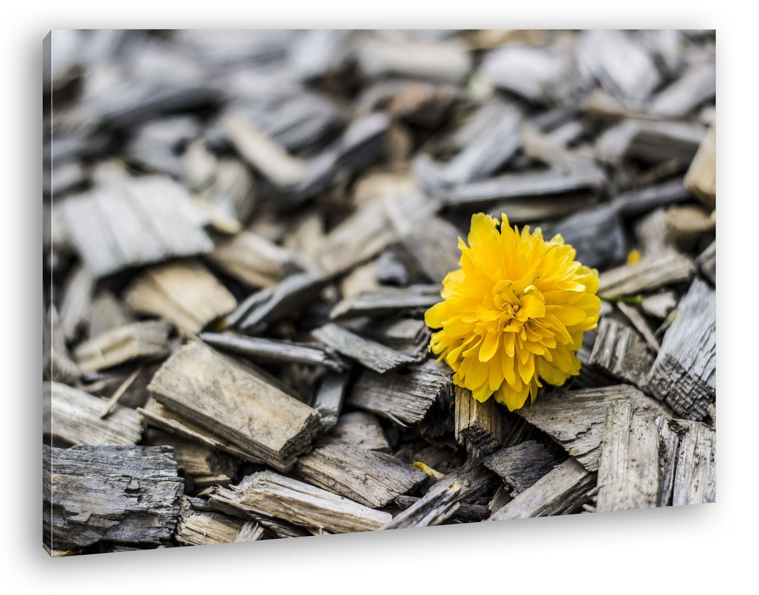 deyoli gelbe Blume auf Holz im Format: 80x60 als Leinwandbild, Motiv fertig gerahmt auf Echtholzrahm