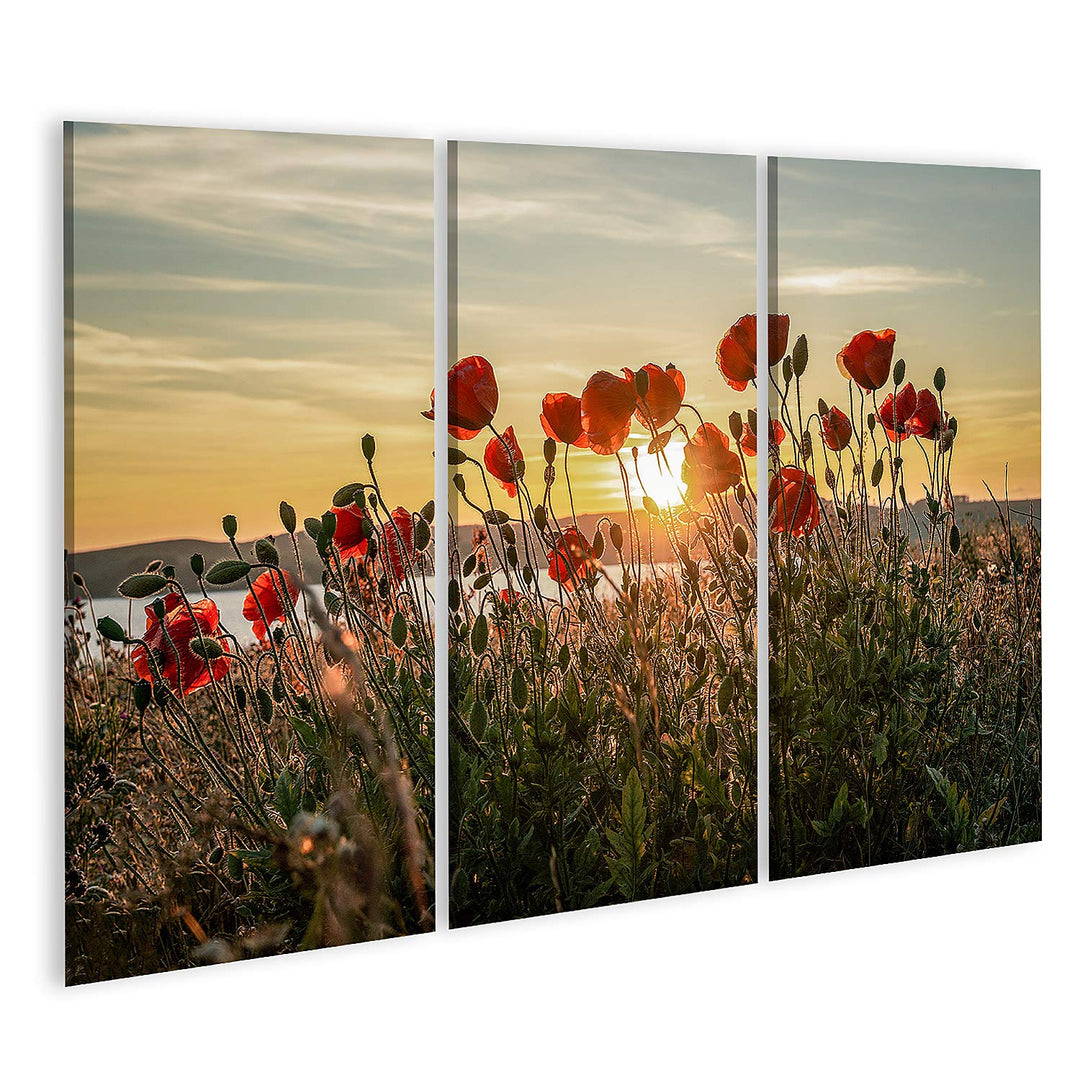islandburner Bild auf Leinwand Roter Mohn Sonnenuntergang Mönchgut Ostseeinsel Rügen Bilder Wandbild