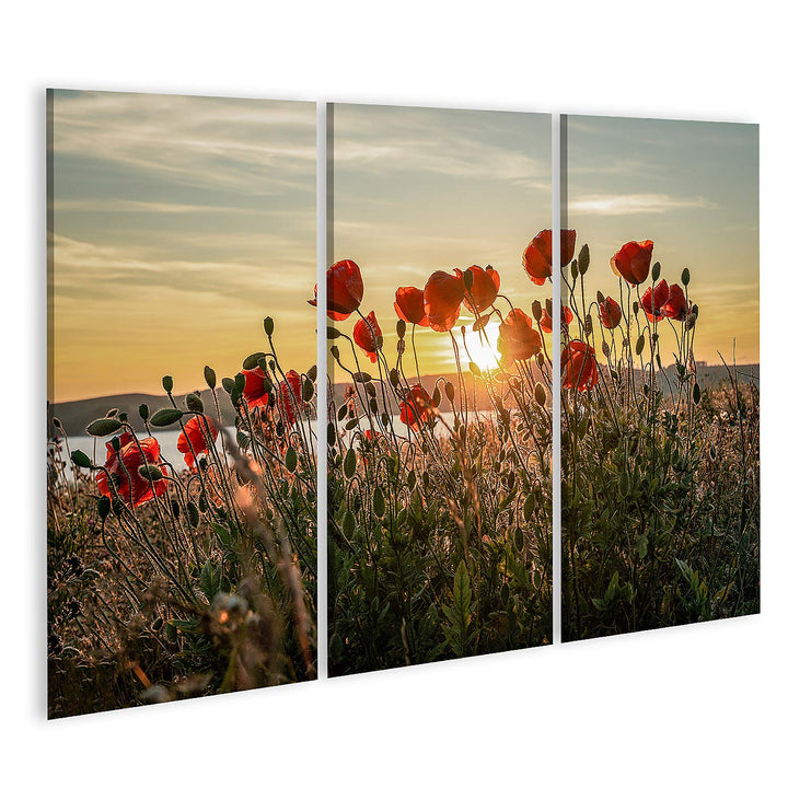 islandburner Bild auf Leinwand Roter Mohn Sonnenuntergang Mönchgut Ostseeinsel Rügen Bilder Wandbild