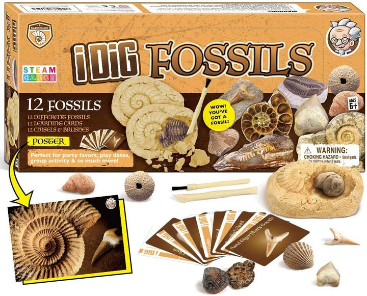 Fossilien Steine Ausgrabungsset Für Kinder Ausgrabung Fossilien Experimentierkästen Für Kinder Ab 7