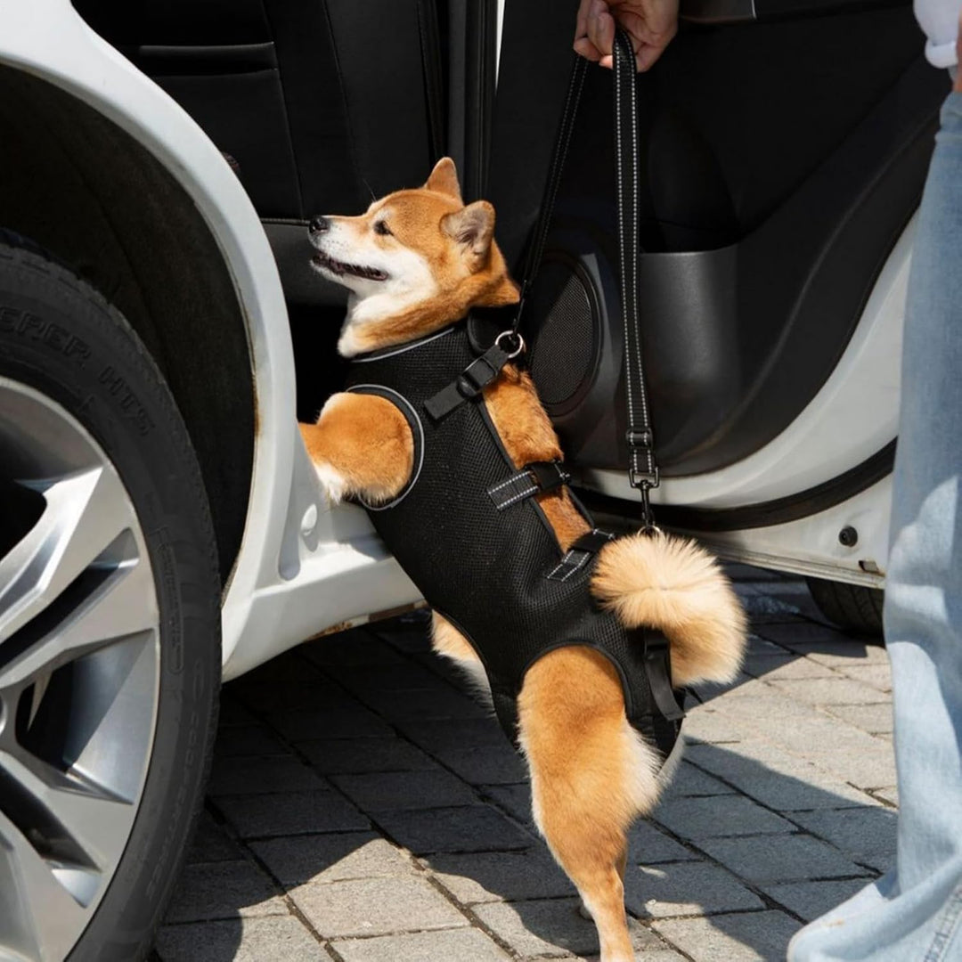 Hundegeschirr Zum Tragen - Hunde Geschirr Mit Beinstütze &amp; Tragegurt für Welpen | Atmungsaktive Trag