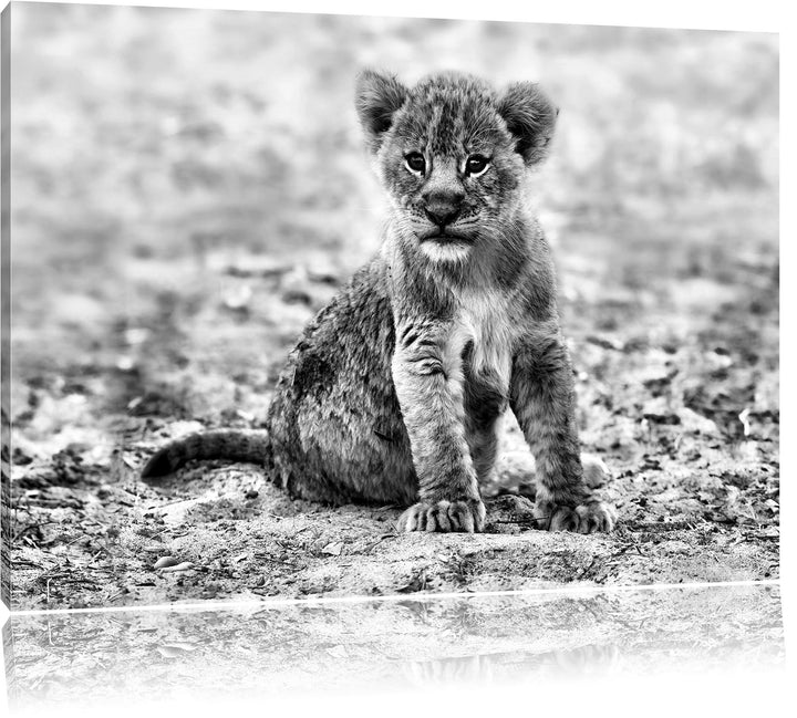 Pixxprint Verlassenes Löwenbaby als Leinwandbild | Grösse: 100x70 cm | Wandbild | Kunstdruck | ferti