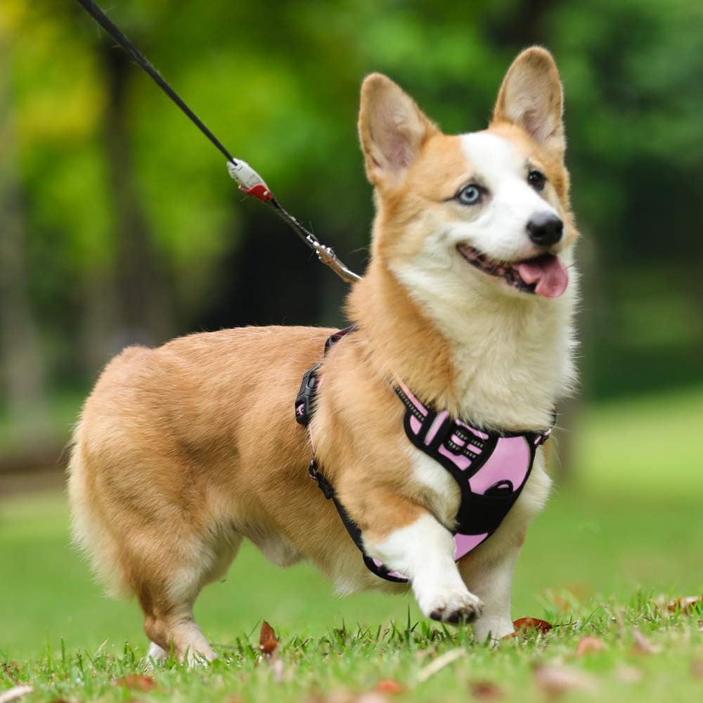 rabbitgoo Hundegeschirr Mittelgrosse Hunde, Anti Zug Geschirr mit Kontrolle, No Pull Verstellbar Hun