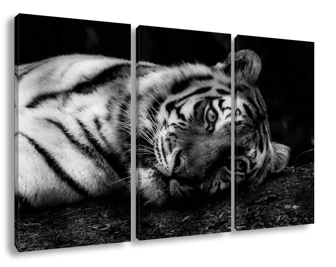 deyoli Tiger in der Ruhephase Format: 3Teilig als Leinwand, Effekt: Schwarz&amp;Weiss, Motiv fertig gera