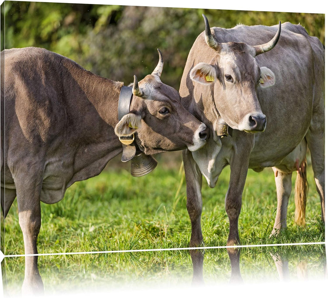 Pixxprint Kuhbullen auf Weide auf Leinwand, XXL riesige Bilder fertig gerahmt mit Keilrahmen, Kunstd