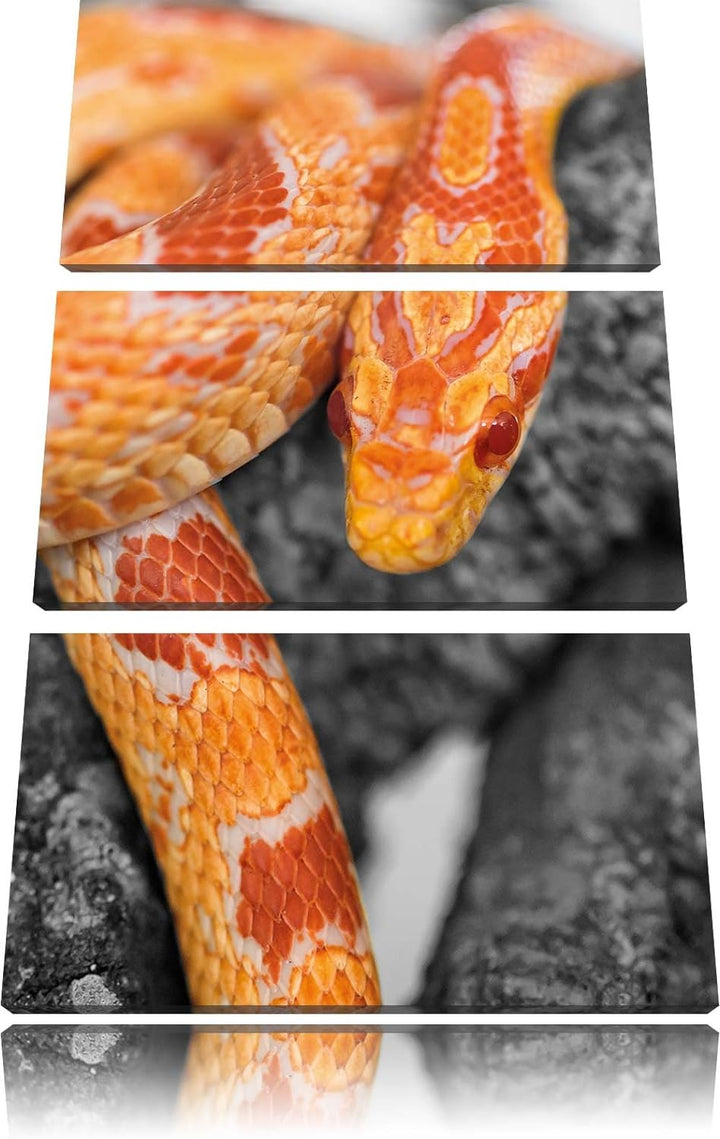 Pixxprint ruhende Kornnatter auf Baum als Leinwandbild/Grösse: 3 Teilig (120x80) cm/Wandbild/Kunstdr