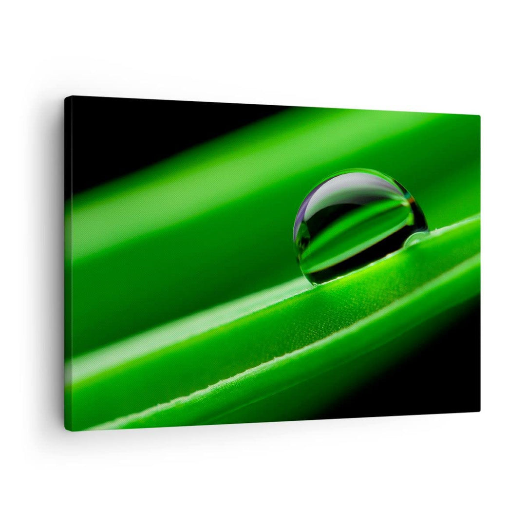 Bilder auf Leinwand Pflanze Tropfen Wasser Blase Leinwandbild 70x50cm Wandbilder Dekoration Wohnzimm