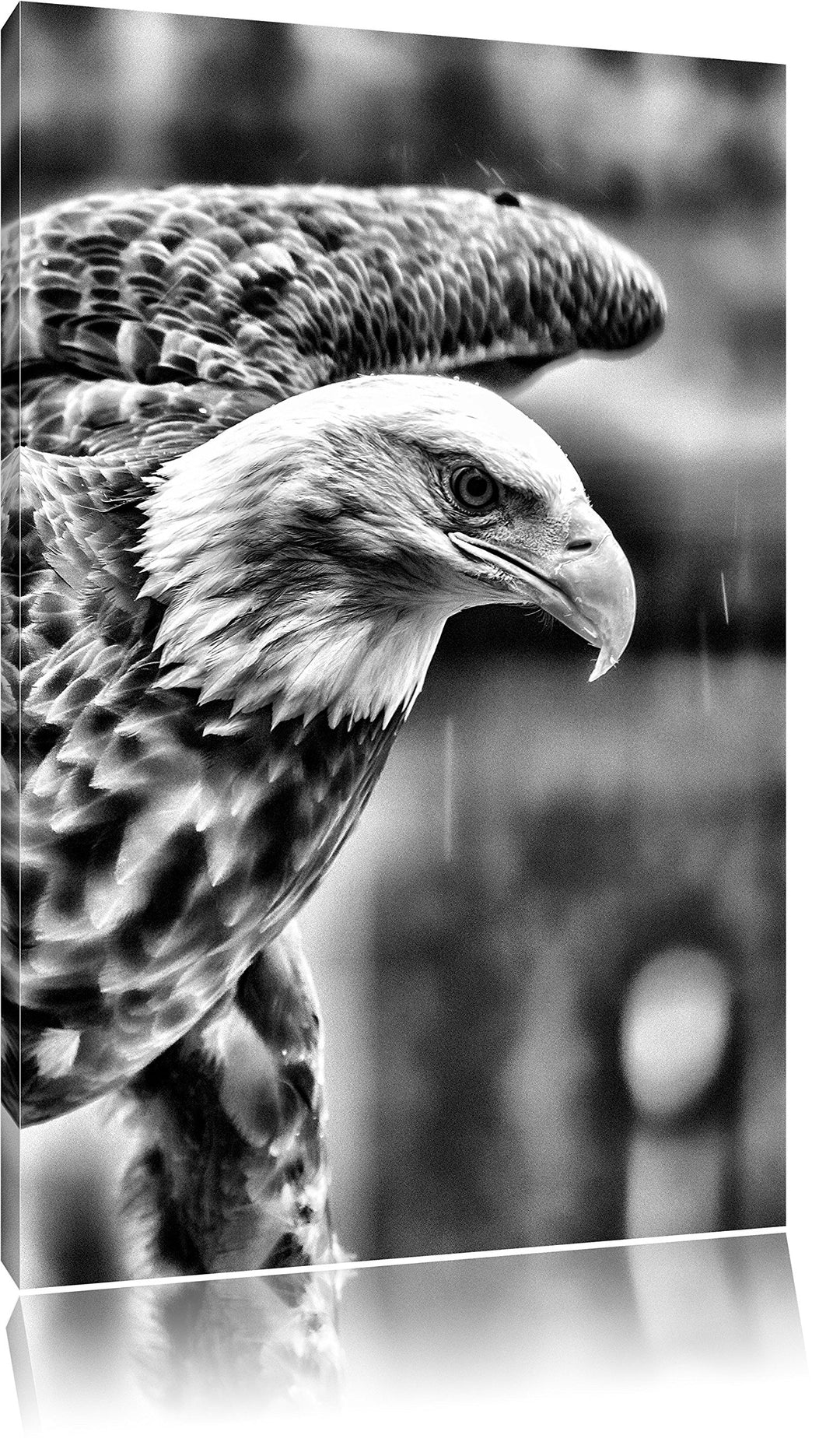 Monocrome, Adler, Format: 100x70 auf Leinwand, XXL riesige Bilder fertig gerahmt mit Keilrahmen, Kun