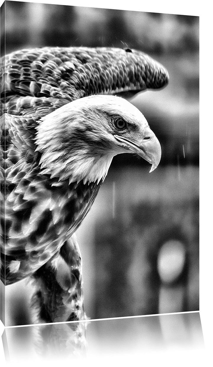 Monocrome, Adler, Format: 100x70 auf Leinwand, XXL riesige Bilder fertig gerahmt mit Keilrahmen, Kun