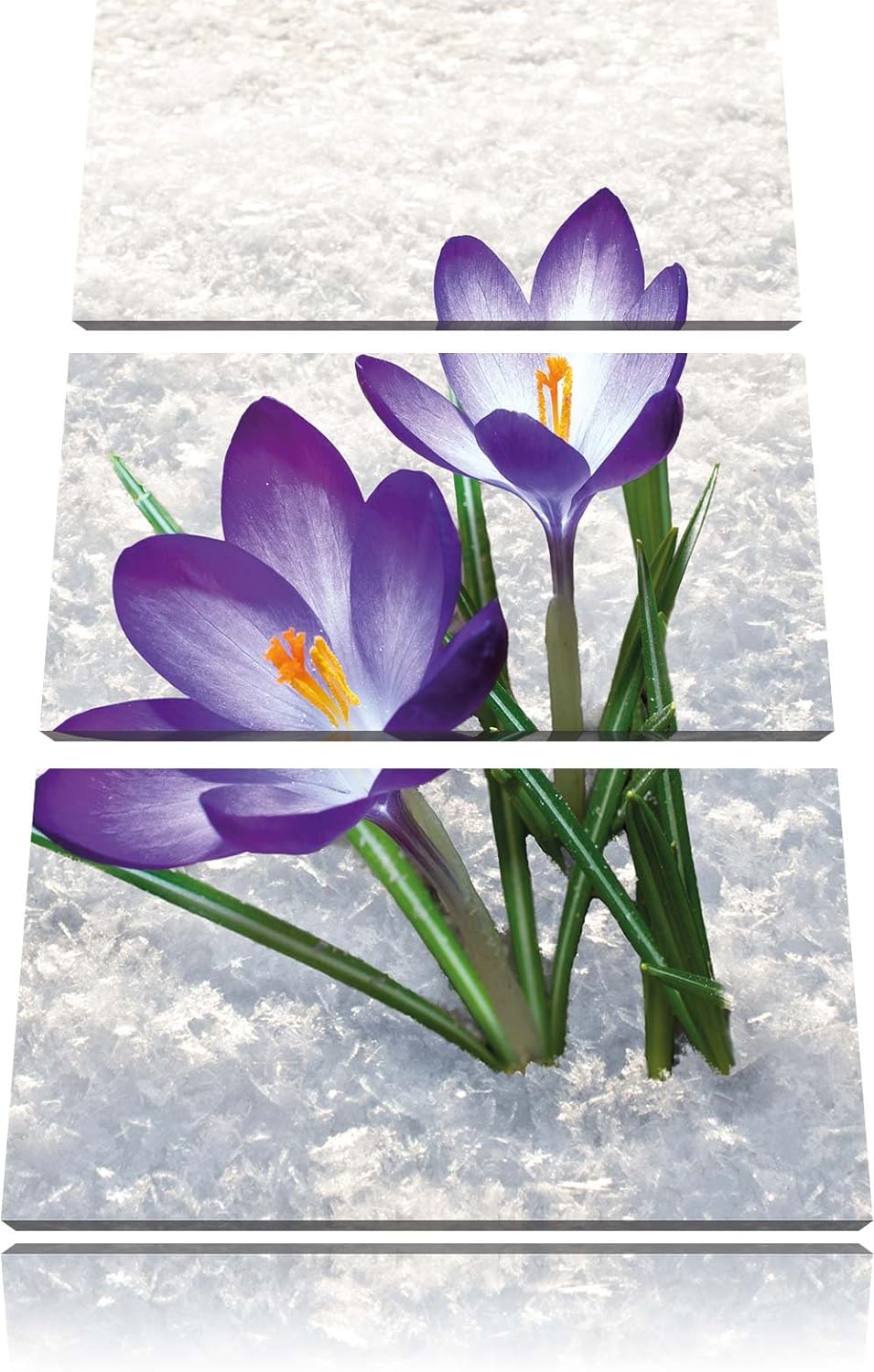 Pixxprint Lila Krokusse im Schnee als Leinwandbild/Grösse: 3 Teilig (120x80) / Wandbild/Kunstdruck/f