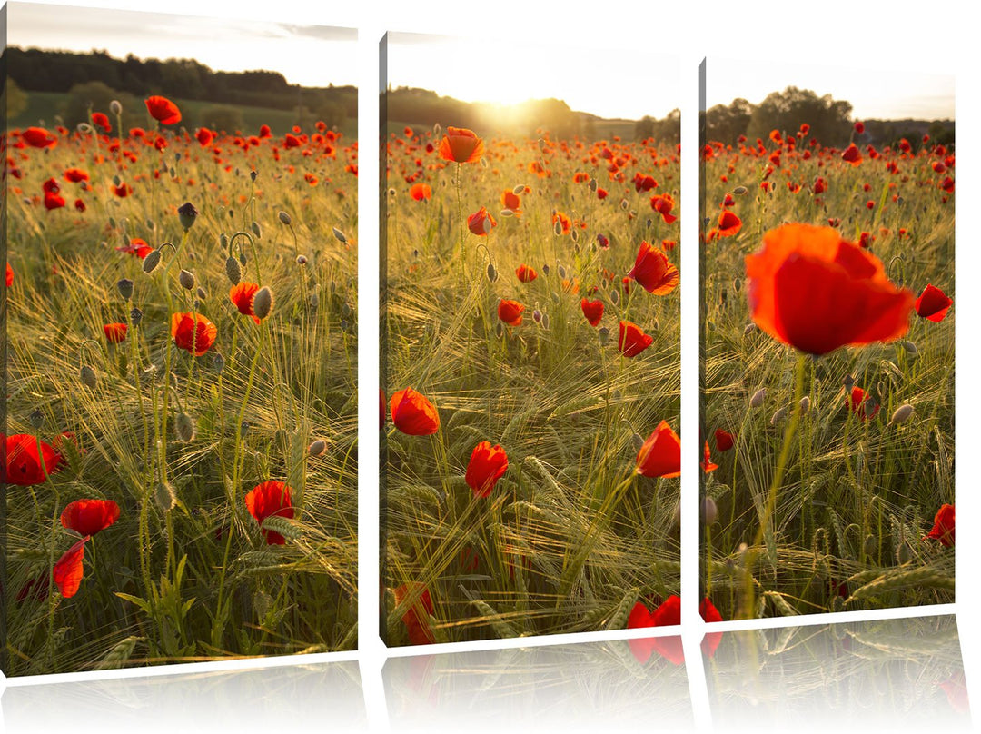 Pixxprint Mohnfeld bei Sonnenuntergang als Leinwandbild/Grösse: 3 Teilig (120x80) cm/Wandbild/Kunstd