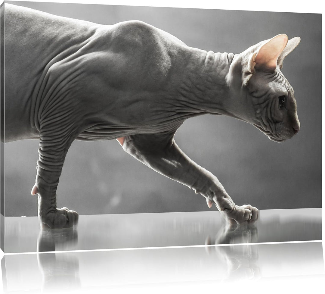 Einzigartige Sphynx Katze, Format: 100x70 auf Leinwand, XXL riesige Bilder fertig gerahmt mit Keilra