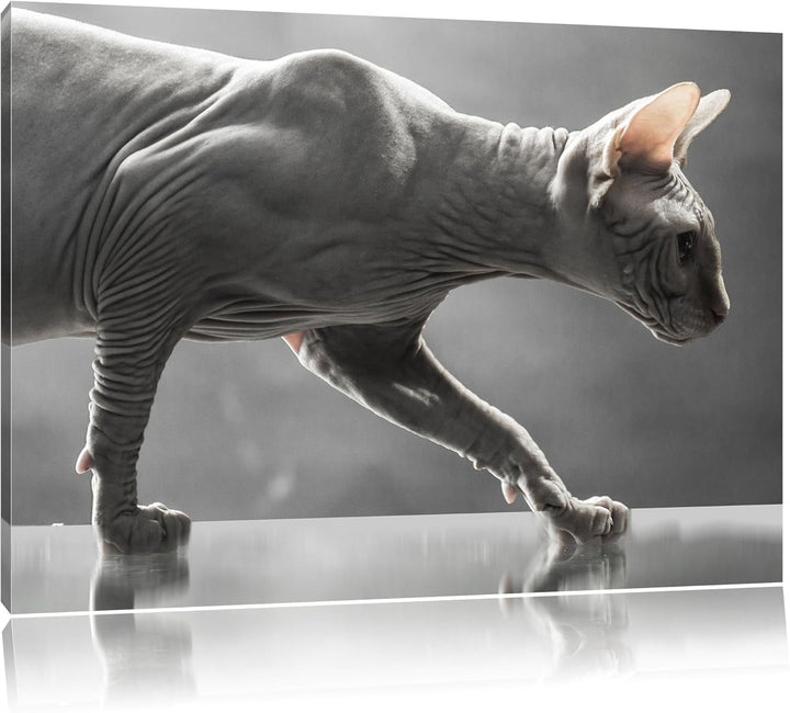 Einzigartige Sphynx Katze, Format: 100x70 auf Leinwand, XXL riesige Bilder fertig gerahmt mit Keilra