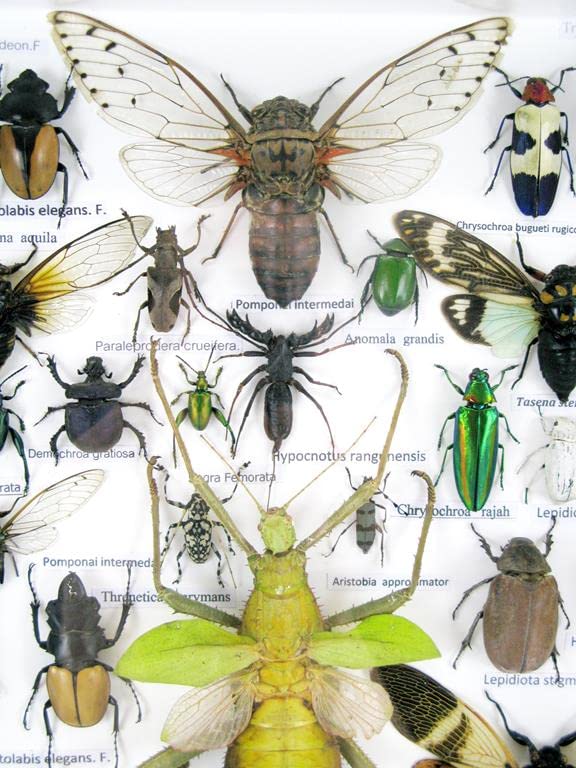 Echte exotische riesige Käfer, Insekten und Krabbler im grossen XXL 3D Schaukasten aus Holz - Insekt