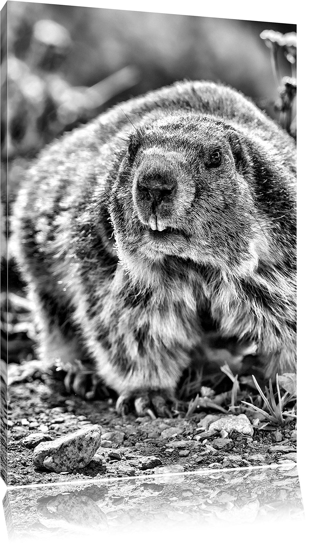 Monocrome, Biber im Gras, Format: 100x70 auf Leinwand, XXL riesige Bilder fertig gerahmt mit Keilrah