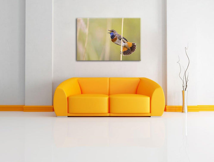 schönes kleines Blaukehlchen Leinwand, XXL riesige Bilder fertig gerahmt mit Keilrahmen, Kunstdruck