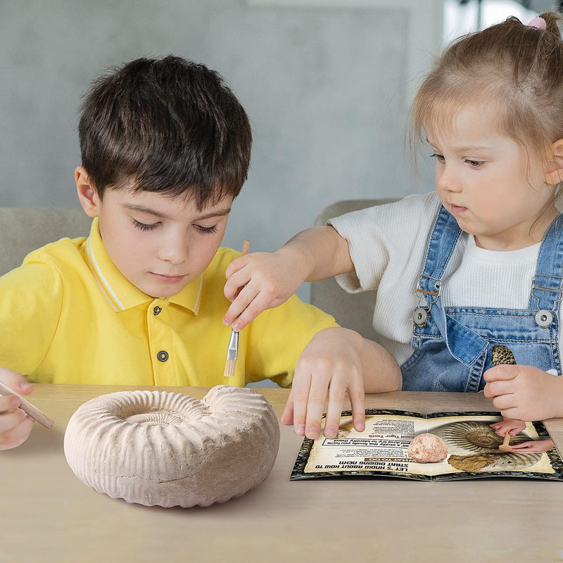 XX Gross Fossilien Ausgrabungsset Kinder - Ausgraben 12 Versteinerungen Fossilien - Lehrreich Spielz
