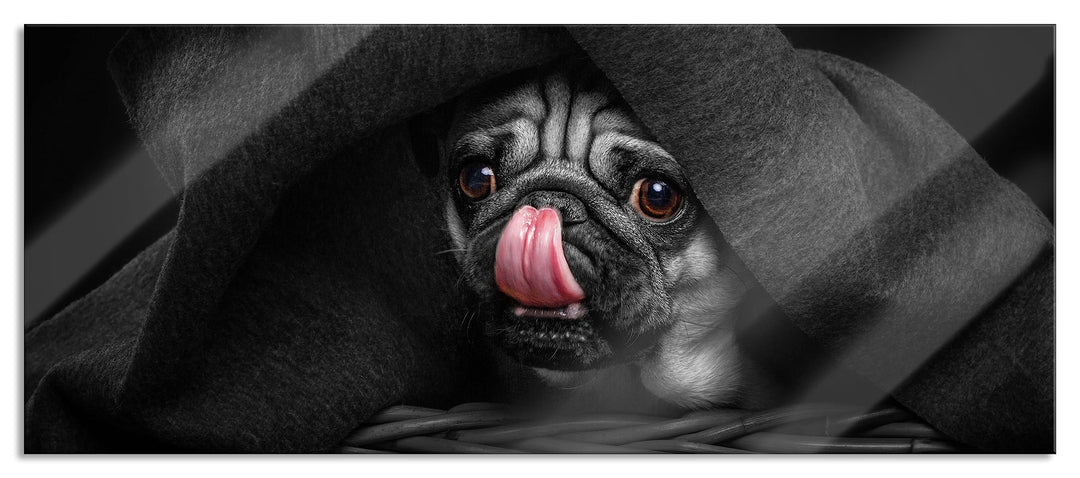Glasbild Panorama | Wandbild aus Echtglas | Süsser Mops unter der Decke | 100x40 cm | inkl. Aufhängu