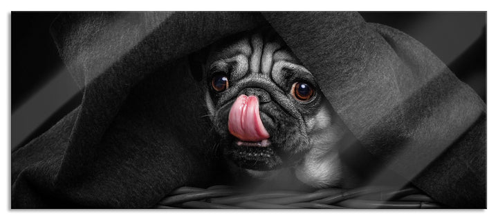 Glasbild Panorama | Wandbild aus Echtglas | Süsser Mops unter der Decke | 100x40 cm | inkl. Aufhängu