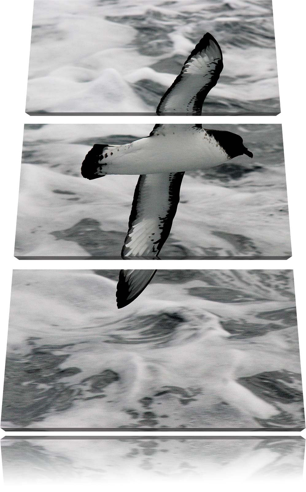 Pixxprint prächtige Möwe fliegt über Wasser 3-Teiler Leinwandbild 120x80 Bild auf Leinwand