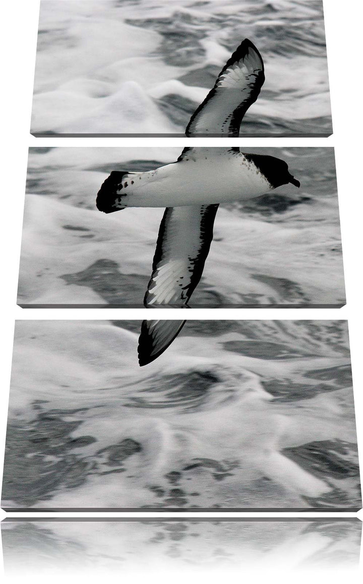 Pixxprint prächtige Möwe fliegt über Wasser 3-Teiler Leinwandbild 120x80 Bild auf Leinwand