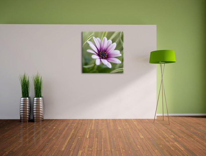Pixxprint Blume in der Natur als Leinwandbild/Grösse: 70x70 cm/Wandbild/Kunstdruck/fertig bespannt,