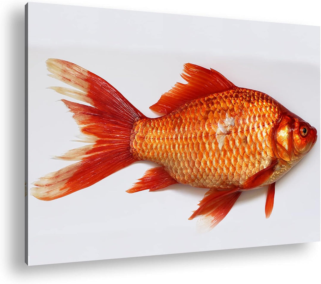deyoli glänzender Goldfisch im Format: 80x60 als Leinwandbild, Motiv fertig gerahmt auf Echtholzrahm