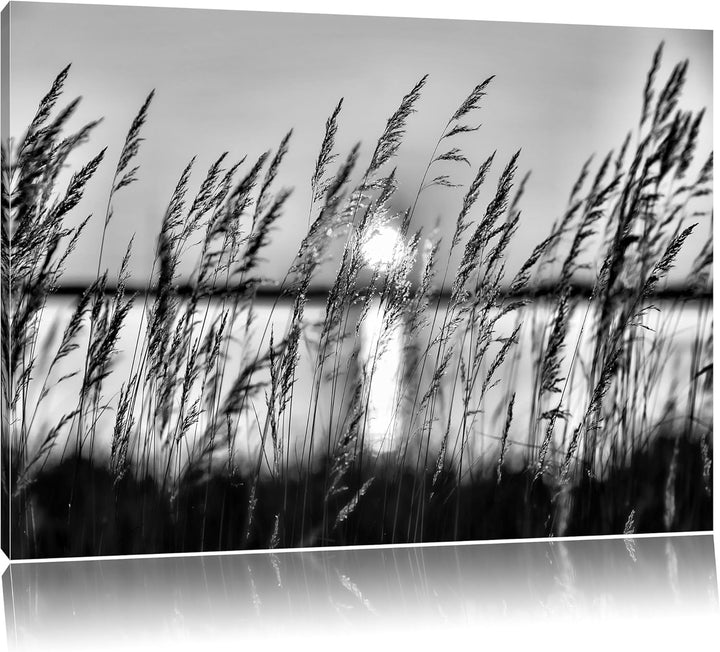 Pixxprint Sonne zwischen Gräsern / 100x70cm Leinwandbild bespannt auf Holzrahmen/Wandbild Kunstdruck