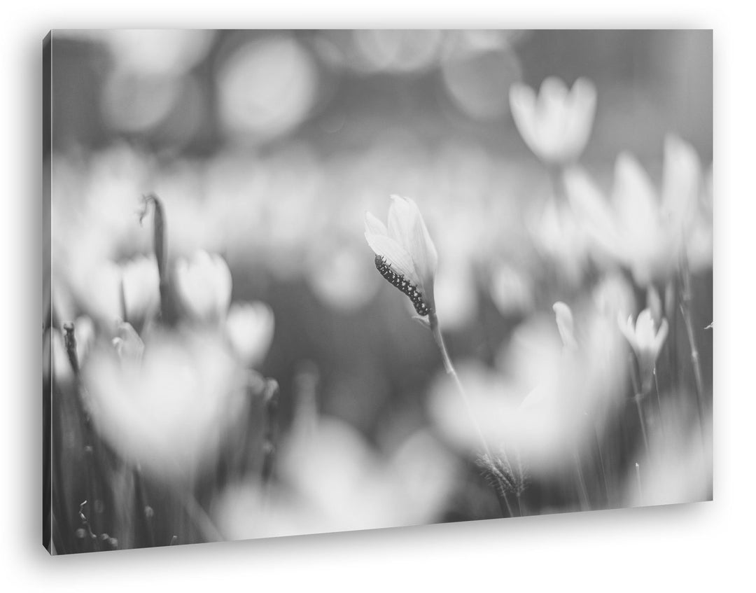 deyoli kleine Raupe auf Einer weissen Blume Effekt: Schwarz/Weiss Format: 120x80 als Leinwand, Motiv