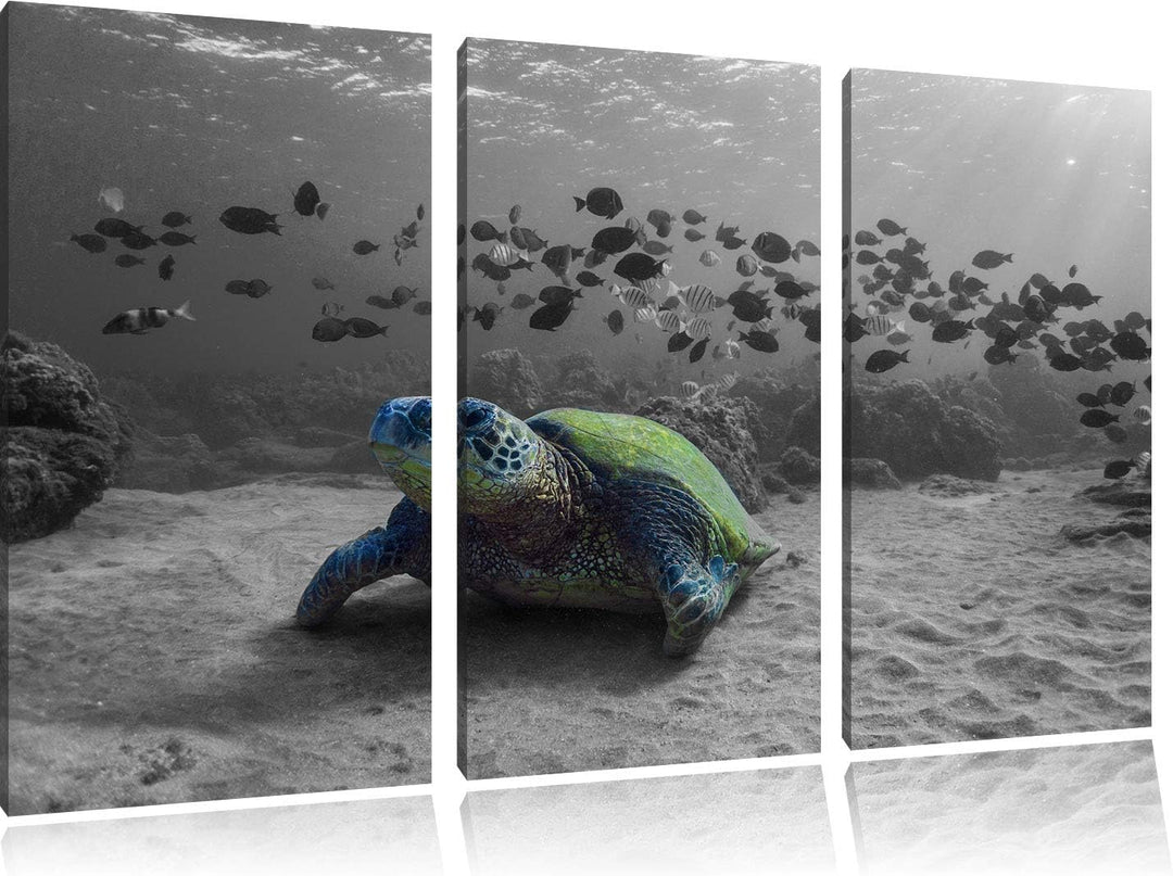 Pixxprint Schildkröte im Ozean als Leinwandbild | Grösse: 3 Teilig (120x80) | Wandbild| Kunstdruck |