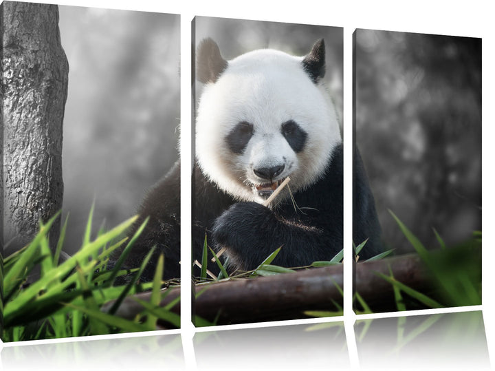 Pixxprint Niedlicher Panda isst Bambus B&W Detail 3-Teiler Leinwandbild 120x80 Bild auf Leinwand