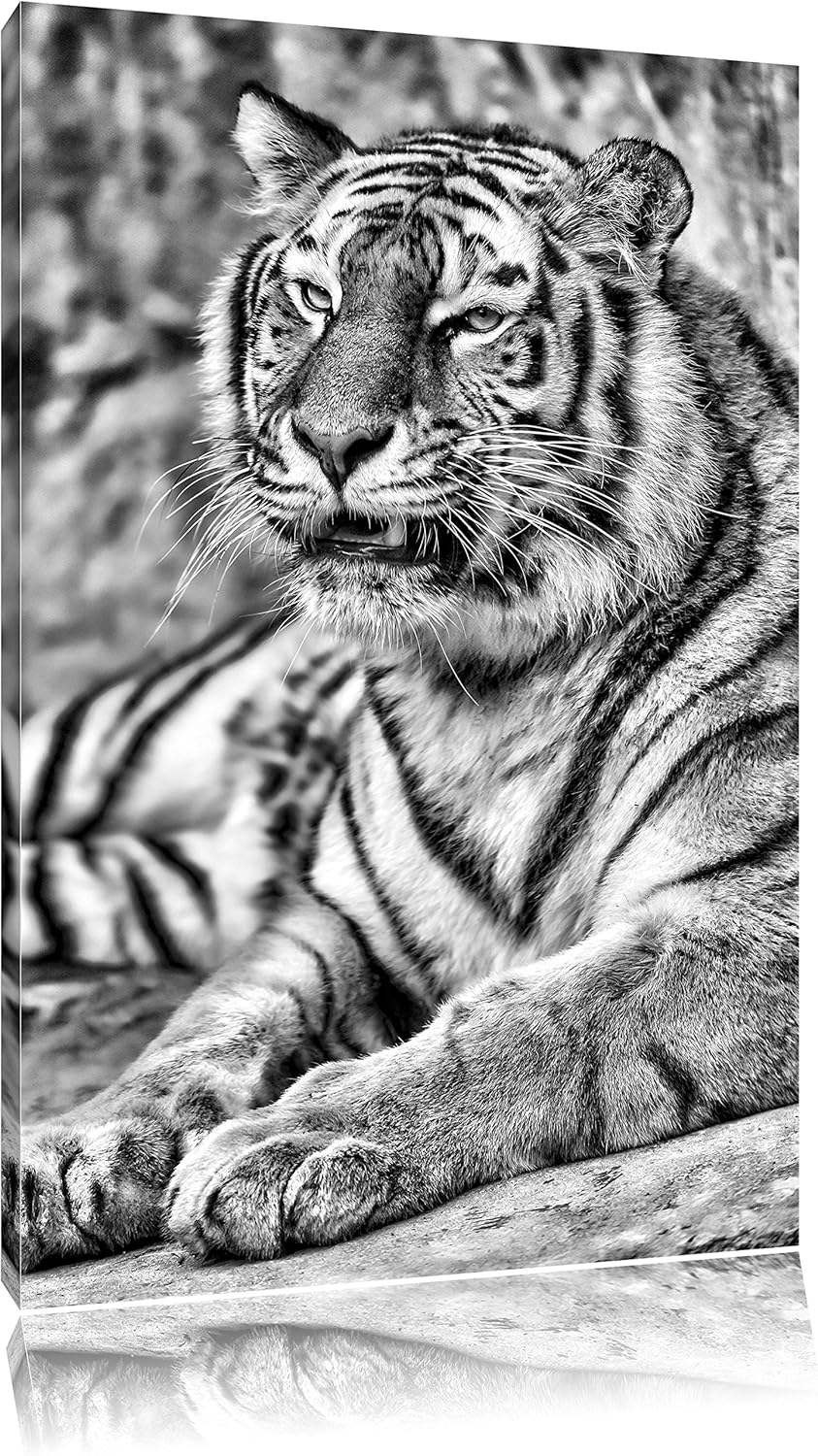 Monocrome, stolzer Tiger, Format: 100x70 auf Leinwand, XXL riesige Bilder fertig gerahmt mit Keilrah