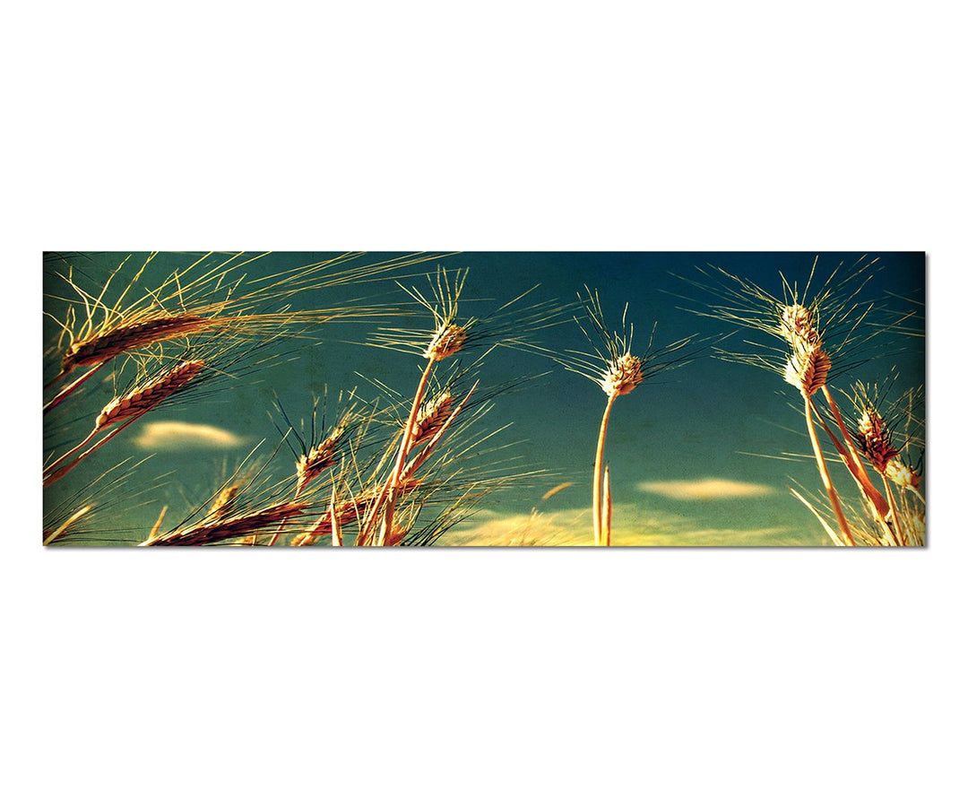 Paul Sinus Art Panoramabild auf Leinwand und Keilrahmen 150x50cm Kornfeld Himmel Grunge