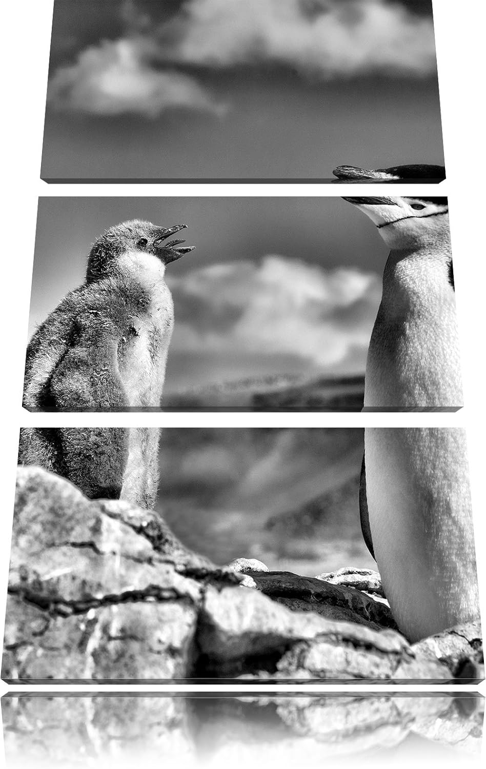 Monocrome, Pinguin mit süssen Küken 3-Teiler Leinwandbild 120x80 Bild auf Leinwand