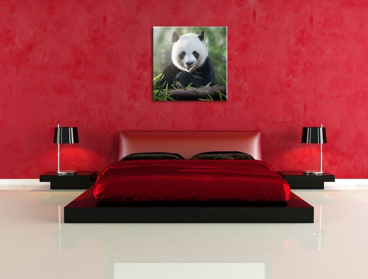 Pixxprint Niedlicher Panda isst Bambus als Leinwandbild | Grösse: 70x70 cm | Wandbild | Kunstdruck |