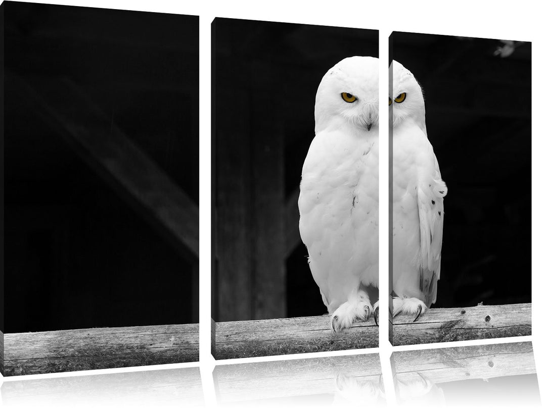 Pixxprint Weisse Schneeeule als Leinwandbild | Grösse: 3 Teilig (120x80) | Wandbild| Kunstdruck | fe