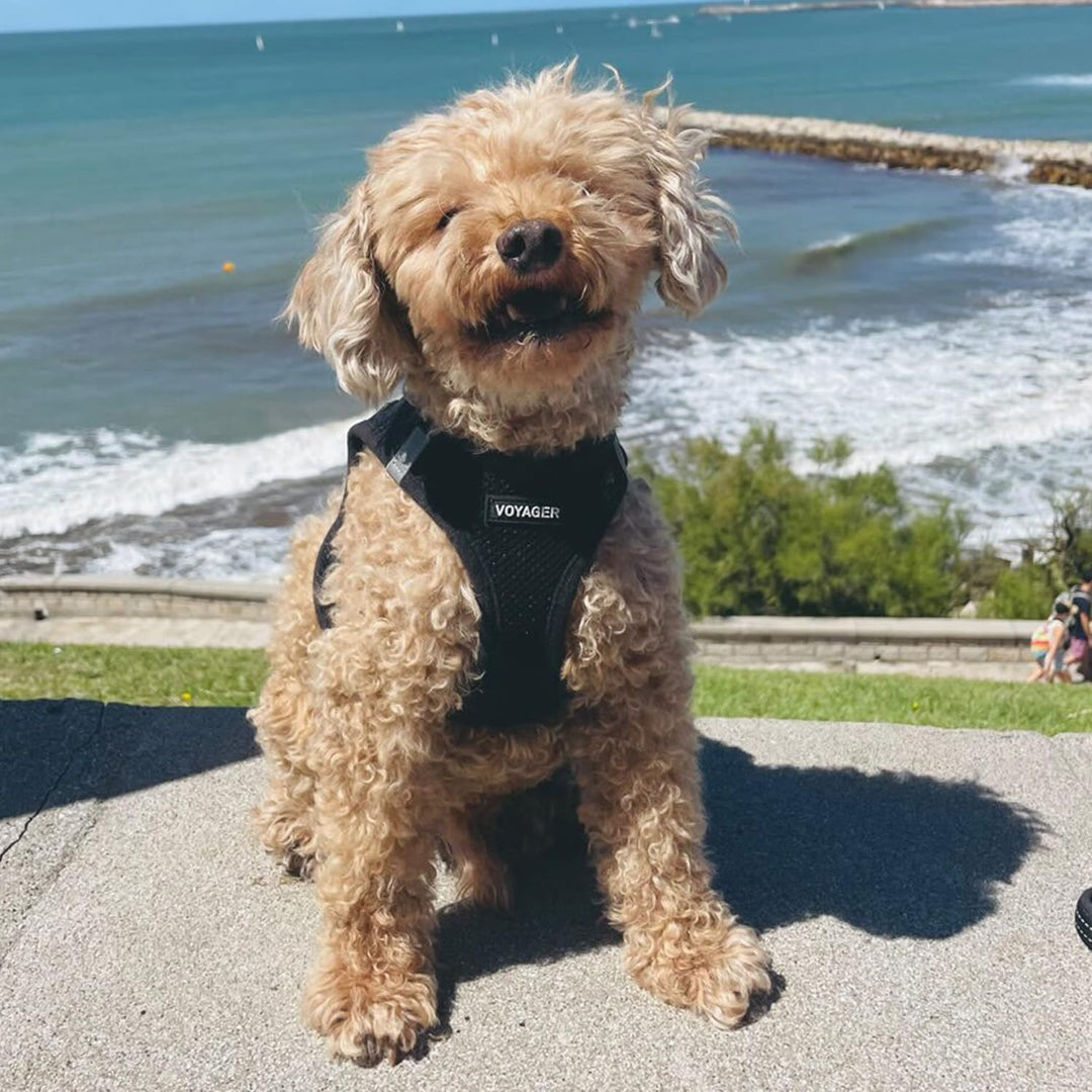 Best Pet Supplies Voyager Step-In Air Hundegeschirr â€“ Allwetter-Netzgewebe für kleine und mittelgr