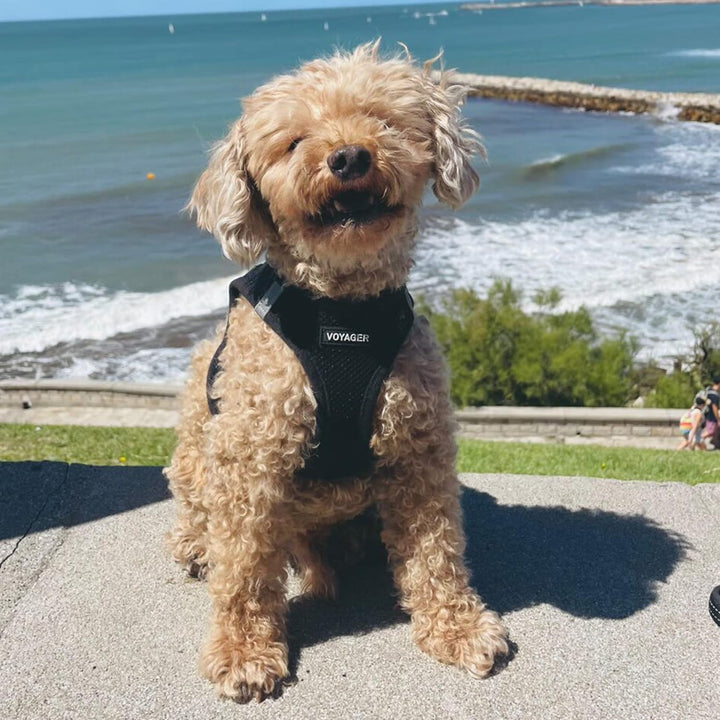 Best Pet Supplies Voyager Step-In Air Hundegeschirr â€“ Allwetter-Netzgewebe für kleine und mittelgr