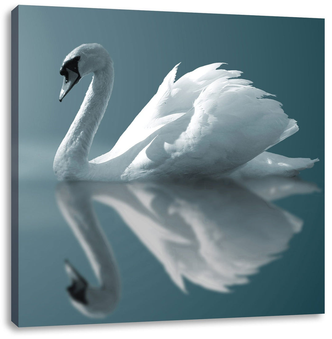 Pixxprint Edler weisser Schwan auf See als Leinwandbild/Grösse: 70x70 cm/Wandbild/Kunstdruck/fertig