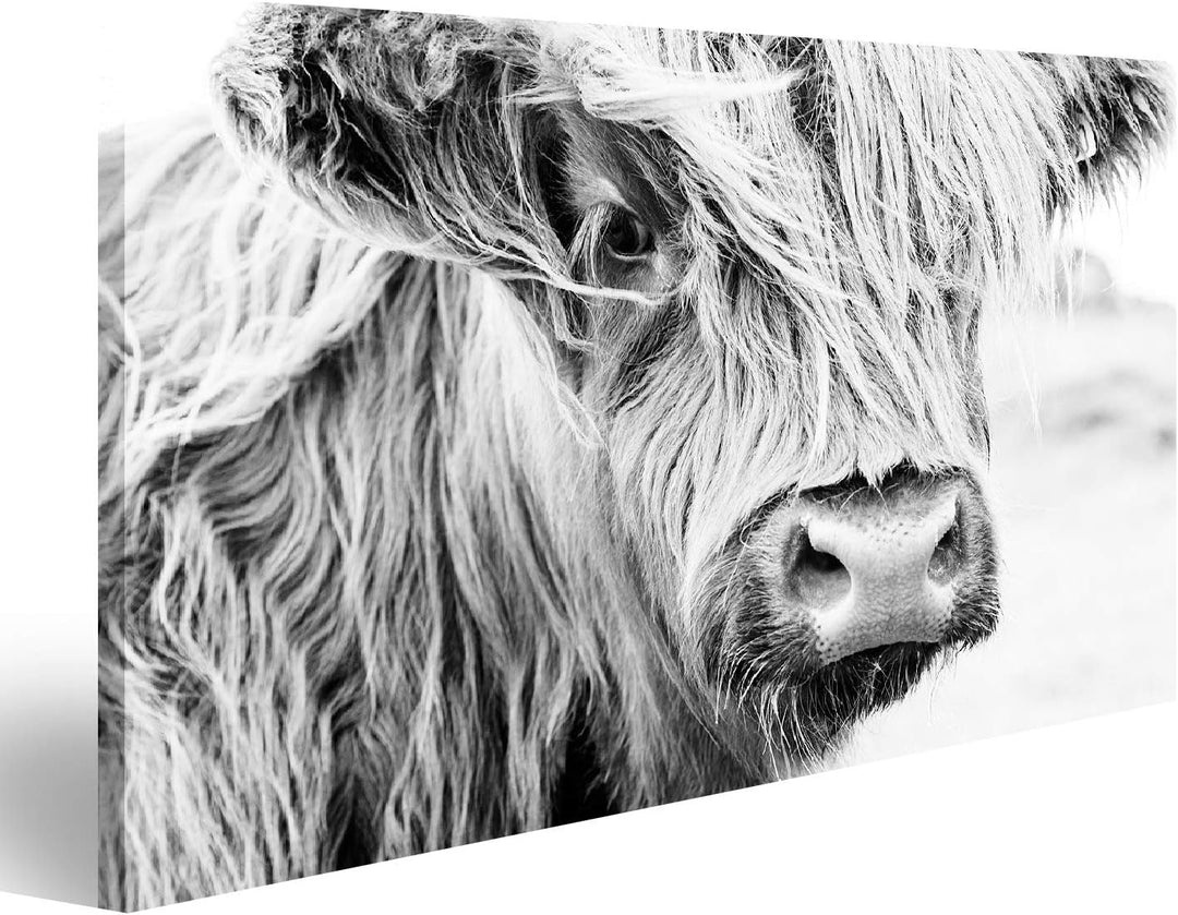 islandburner Bild auf Leinwand Schottische Kuh Im Grünen Gras Wandbild Poster Kunstdruck Bilder Form