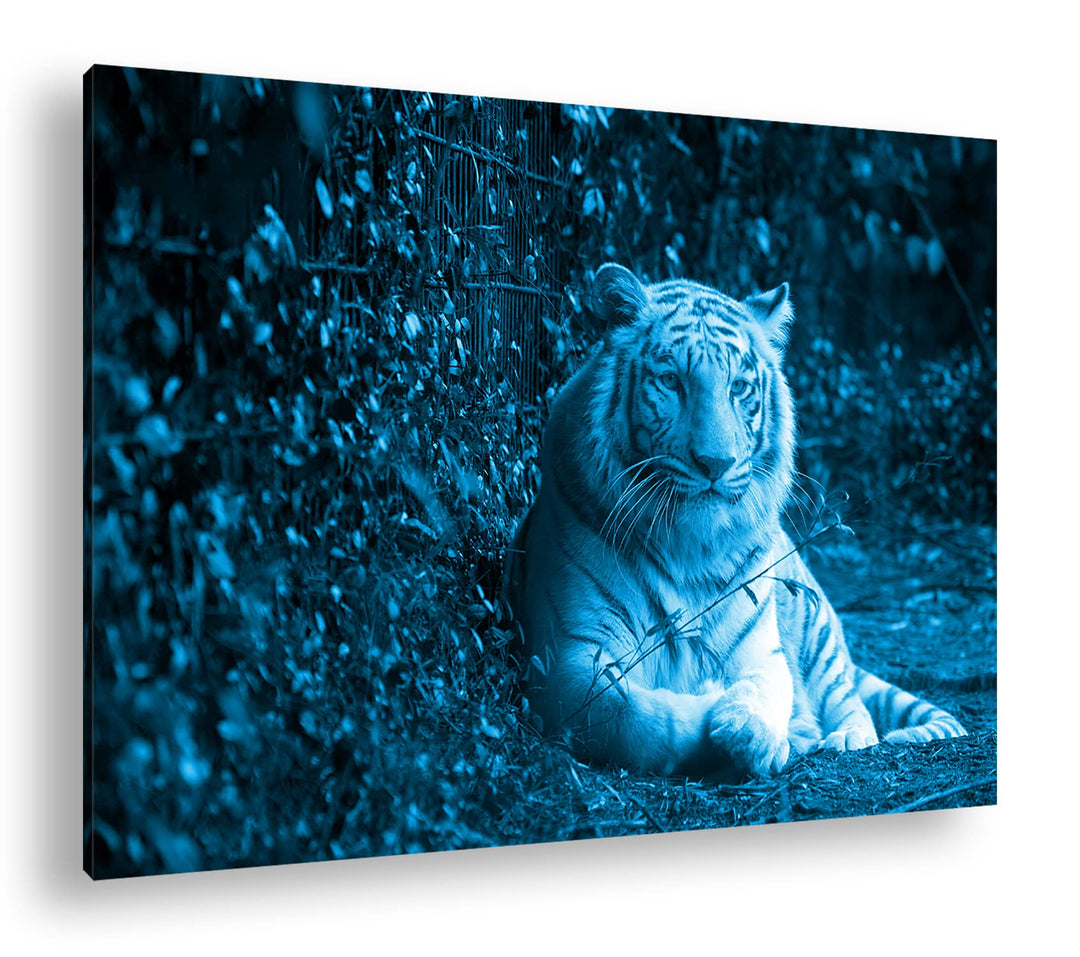 deyoli anmutiger weisser Tiger Format 80x60 Effekt: Monocrome Blau als Leinwandbild, Motiv fertig ge